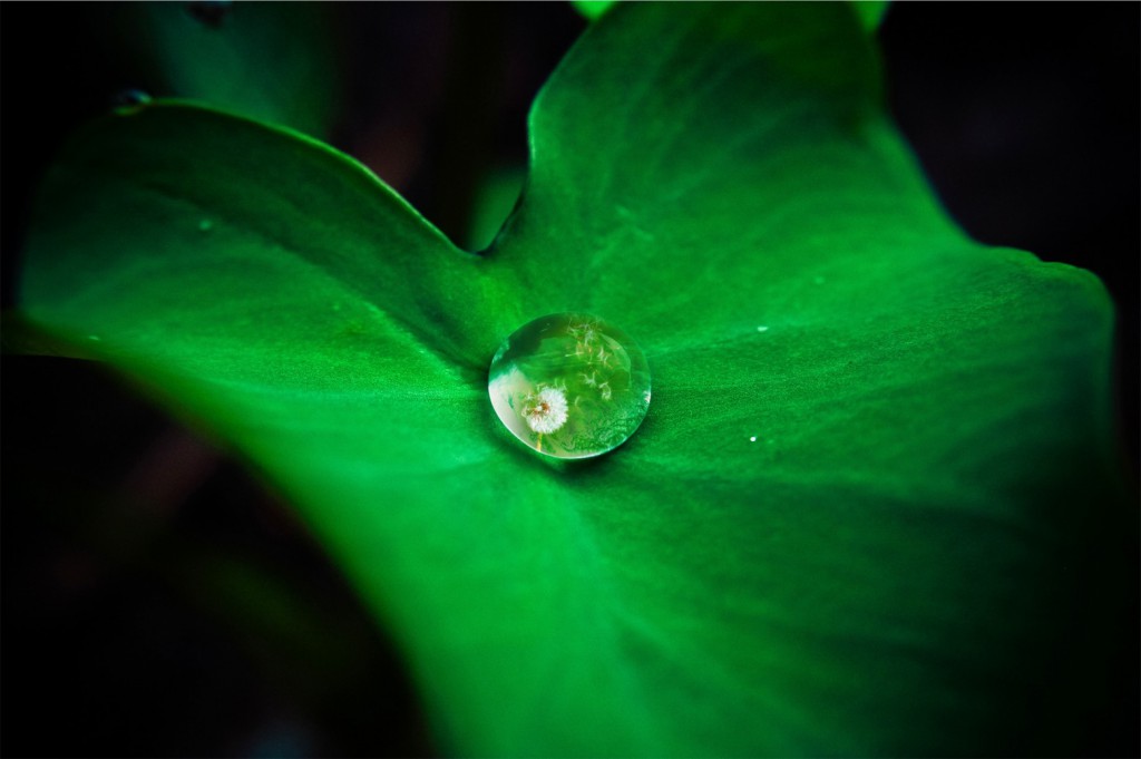 green-leaf-water4357-1560x1037